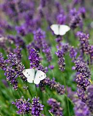 lavender-dreamstime
